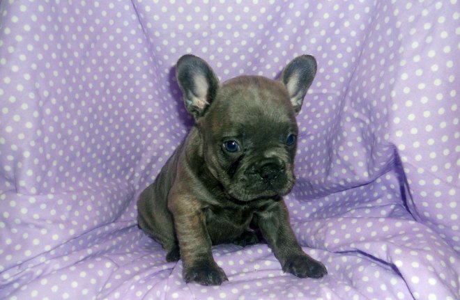 Jingles
