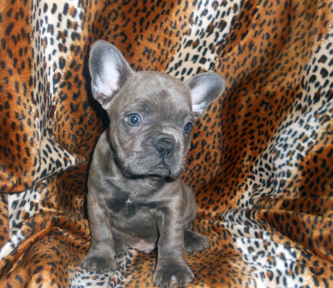 Jingles