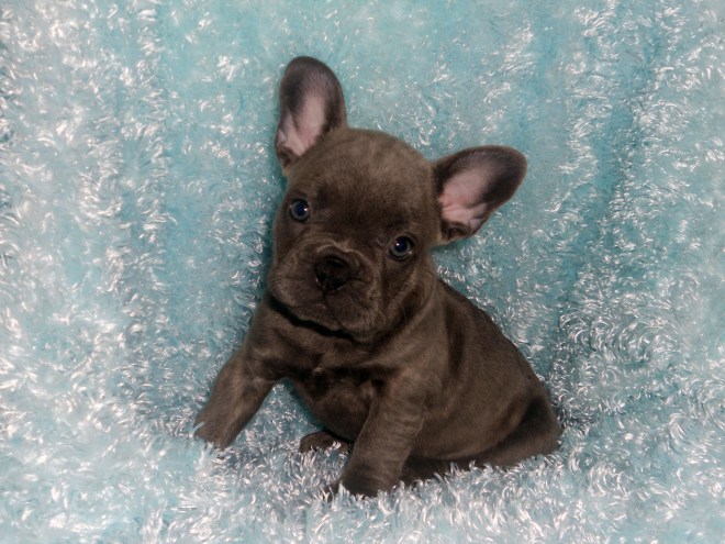Jingles