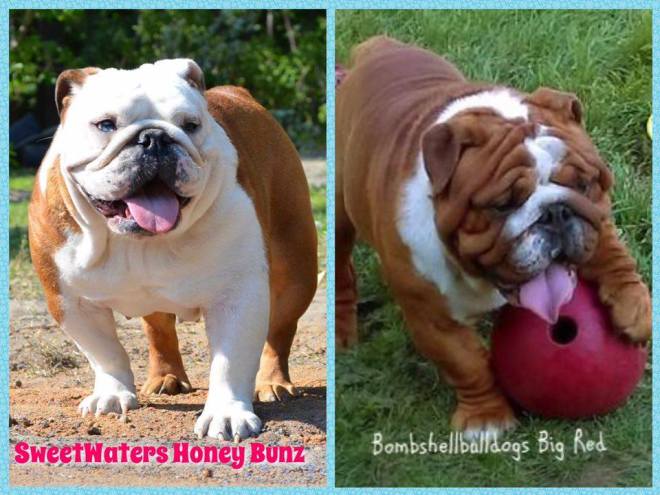 17841983_1920459491534553_243641941_n - Copy