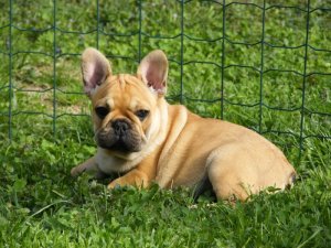 Red Thread Frenchie Our Frenchie Boys – MIDWEST FRENCHIES