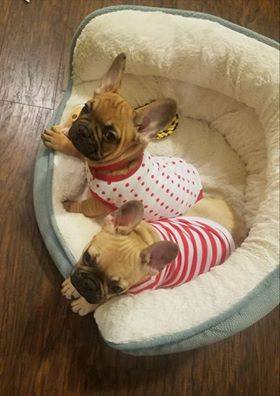 27858291_929320480568658_8093738858443646404_n