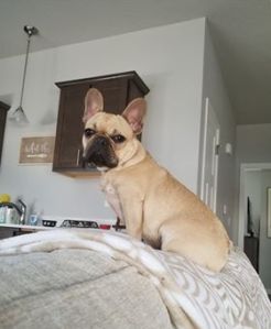 41705212_1564089967029754_7600022751432146944_n