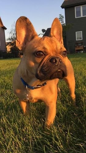 41813797_1459250934209268_753440626401345536_n