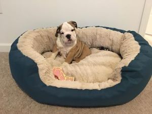 42782862_163741484555694_5651007313092280320_n