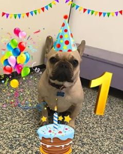 44742677_242602009741077_6652759652645732352_n